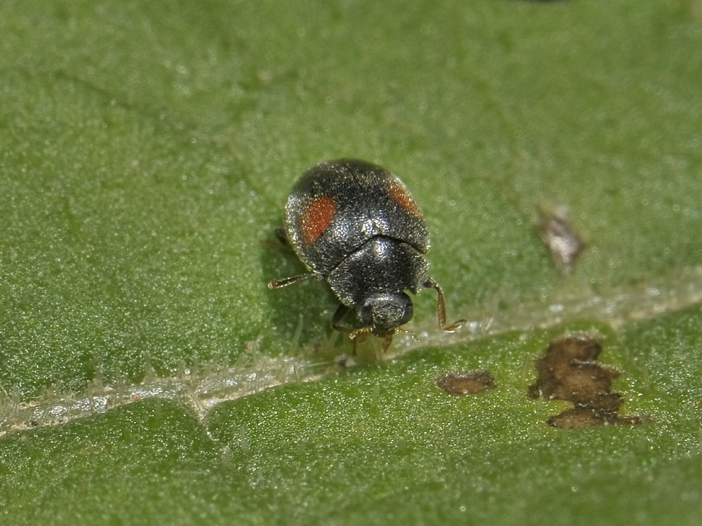 Scymnus sp. (Coccinellidae)